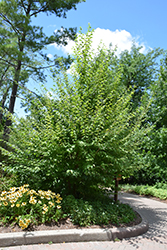 Yellow Birch (Betula allegheniensis) at Glasshouse Nursery