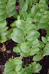 Solomon's Seal (Polygonatum humile) at Glasshouse Nursery