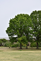 Red Oak (Quercus rubra) at Glasshouse Nursery