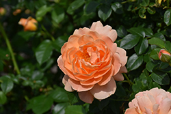 At Last Rose (Rosa 'HORCOGJIL') at Glasshouse Nursery