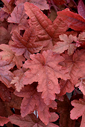 Fun and Games Red Rover Foamy Bells (Heucherella 'Red Rover') at Glasshouse Nursery