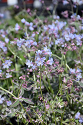 Touch Of Class Jacob's Ladder (Polemonium reptans 'Touch Of Class') at Glasshouse Nursery