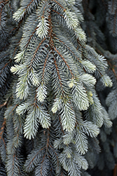 The Blues Colorado Blue Spruce (Picea pungens 'The Blues') at Glasshouse Nursery