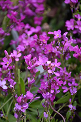 Spring Charm Rock Cress (Arabis 'Spring Charm') at Glasshouse Nursery