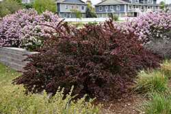 Red Leaf Japanese Barberry (Berberis thunbergii 'Atropurpurea') at Glasshouse Nursery