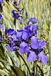 Variegated Sweet Iris (Iris pallida 'Variegata') at Glasshouse Nursery