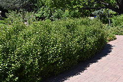 Alpine Currant (Ribes alpinum) at Glasshouse Nursery