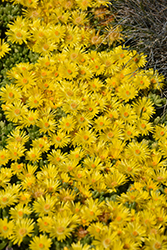 Yellow Ice Plant (Delosperma nubigenum) at Glasshouse Nursery