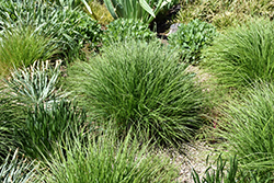 Autumn Moor Grass (Sesleria autumnalis) at Glasshouse Nursery