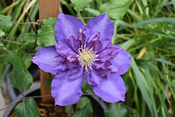 Royalty Clematis (Clematis 'Royalty') at Glasshouse Nursery