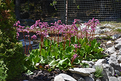 Heartleaf Bergenia (Bergenia cordifolia) at Glasshouse Nursery