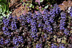 Black Scallop Bugleweed (Ajuga reptans 'Black Scallop') at Glasshouse Nursery