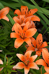 Orange Pixie Lily (Lilium 'Orange Pixie') at Glasshouse Nursery