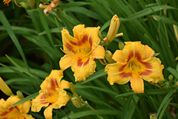 Black Eyed Stella Daylily (Hemerocallis 'Black Eyed Stella') at Glasshouse Nursery