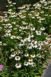 PowWow White Coneflower (Echinacea purpurea 'PowWow White') at Glasshouse Nursery