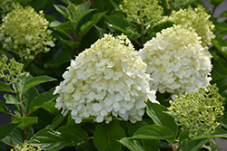 Fire Light Tidbit Hydrangea (Hydrangea paniculata 'SMNHPK') at Glasshouse Nursery