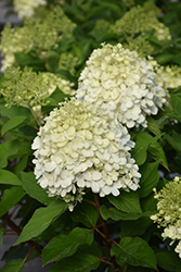 Little Lime Punch Hydrangea (Hydrangea paniculata 'SMNHPH') at Glasshouse Nursery