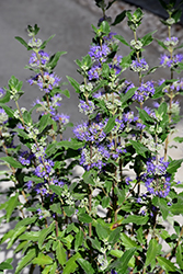Beyond Midnight Caryopteris (Caryopteris x clandonensis 'CT-9-12') at Glasshouse Nursery