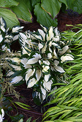 Fire and Ice Hosta (Hosta 'Fire and Ice') at Glasshouse Nursery