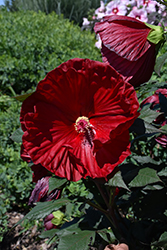 Summerific Cranberry Crush Hibiscus (Hibiscus 'Cranberry Crush') at Glasshouse Nursery