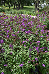 Buzz Purple Butterfly Bush (Buddleia davidii 'Buzz Purple') at Glasshouse Nursery