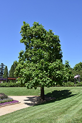 Northern Catalpa (Catalpa speciosa) at Glasshouse Nursery