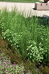 Javelin Rush (Juncus pallidus 'Javelin') at Glasshouse Nursery