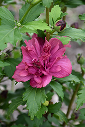 Collie Mullens Rose Of Sharon (Hibiscus syriacus 'Collie Mullens') at Glasshouse Nursery