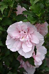 Pink Chiffon Rose of Sharon (Hibiscus syriacus 'JWNWOOD4') at Glasshouse Nursery