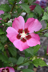 Pink Giant Rose of Sharon (Hibiscus syriacus 'Pink Giant') at Glasshouse Nursery