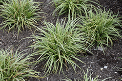 Silver Sceptre Variegated Japanese Sedge (Carex morrowii 'Silver Sceptre') at Glasshouse Nursery