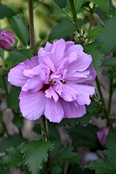 Ardens Rose of Sharon (Hibiscus syriacus 'Ardens') at Glasshouse Nursery