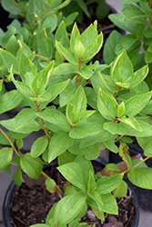 New Jersey Tea (Ceanothus americanus) at Glasshouse Nursery