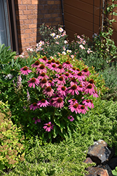 PowWow Wild Berry Coneflower (Echinacea purpurea 'PowWow Wild Berry') at Glasshouse Nursery
