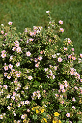 Pink Beauty Potentilla (Potentilla fruticosa 'Pink Beauty') at Glasshouse Nursery