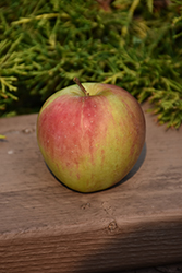 Prairie Magic Apple (Malus 'Prairie Magic') at Glasshouse Nursery