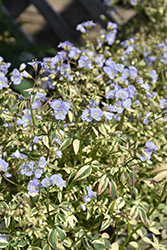 Stairway To Heaven Jacob's Ladder (Polemonium 'Stairway To Heaven') at Glasshouse Nursery