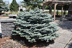 Globe Blue Spruce (Picea pungens 'Globosa') at Glasshouse Nursery