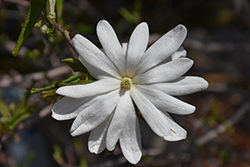 Star Magnolia (Magnolia stellata) at Glasshouse Nursery