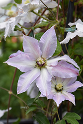 Claire De Lune Clematis (Clematis 'Claire De Lune') at Glasshouse Nursery