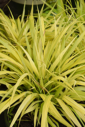 All Gold Hakone Grass (Hakonechloa macra 'All Gold') at Glasshouse Nursery