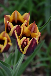 Gavota Tulip (Tulipa 'Gavota') at Glasshouse Nursery