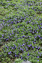 Bowles Periwinkle (Vinca minor 'Bowles') at Glasshouse Nursery