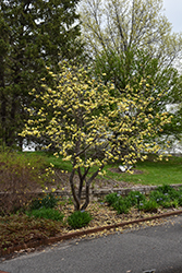 Butterflies Magnolia (Magnolia 'Butterflies') at Glasshouse Nursery
