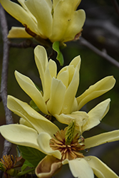 Butterflies Magnolia (Magnolia 'Butterflies') at Glasshouse Nursery