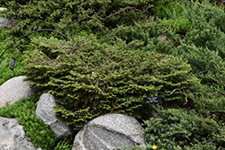 Blue Nest Spruce (Picea mariana 'Ericoides') at Glasshouse Nursery