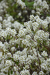 Saskatoon (Amelanchier alnifolia) at Glasshouse Nursery
