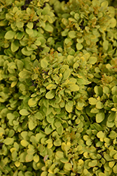 Golden Nugget Japanese Barberry (Berberis thunbergii 'Golden Nugget') at Glasshouse Nursery