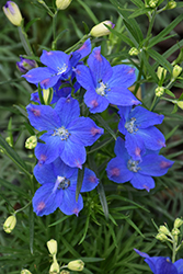 Blue Mirror Delphinium (Delphinium grandiflorum 'Blue Mirror') at Glasshouse Nursery