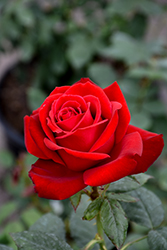 Olympiad Rose (Rosa 'Olympiad') at Glasshouse Nursery